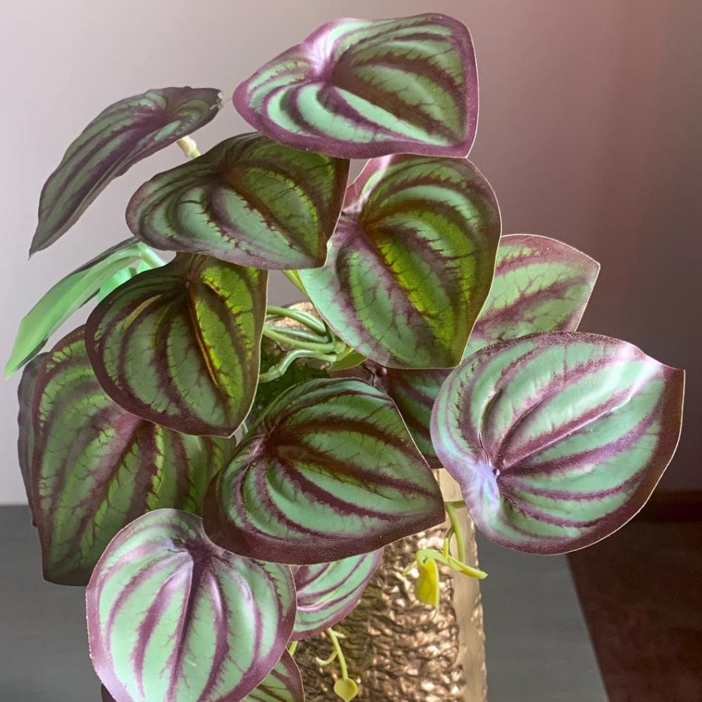 Realistic Faux Artificial Mini 6"x7" Watermelon Peperomia Plant Vase Accent New